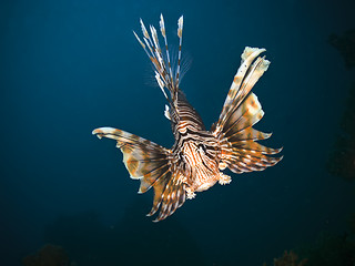 Image showing Lionfish closeup picture