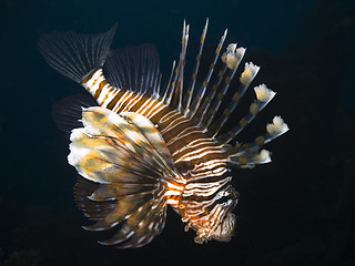 Image showing Firefish