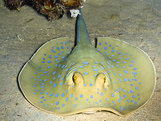 Image showing Blue-spotted ribbontail ray