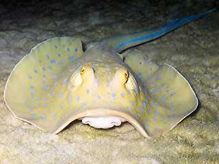 Image showing Blue-spotted ribbontail ray 