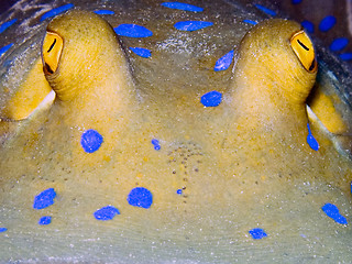 Image showing Blue-spotted ribbontail ray closeup