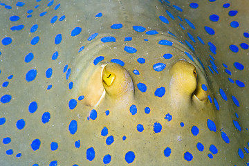 Image showing Bluespotted ribbontail ray