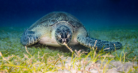 Image showing Sea turtle