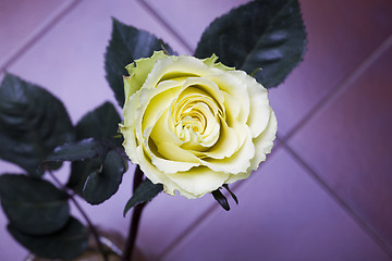 Image showing yellow rose arrangement photographed on  violet background