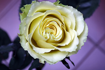 Image showing  yellow rose arrangement photographed on  violet background