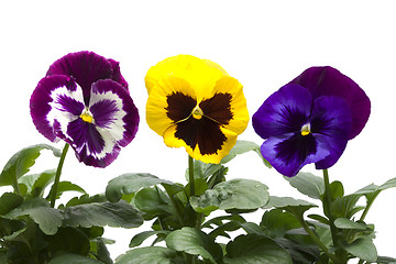 Image showing Colourful  Pansies in a row isolated over white