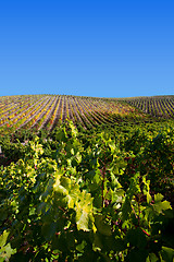 Image showing Douro Vineyards