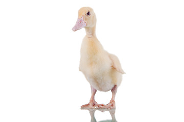 Image showing Cute Duckling