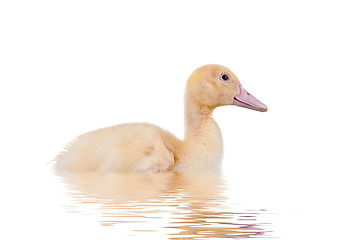 Image showing Cute Duckling