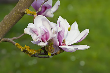 Image showing Magnolia