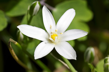 Image showing Star of Bethlehem  