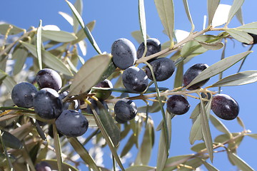Image showing Olive tree branch with olives