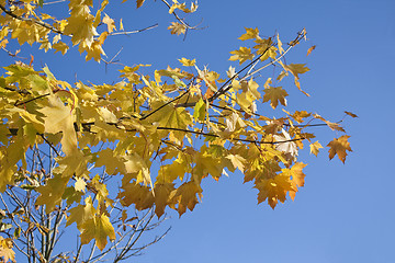 Image showing Autumn Leaves