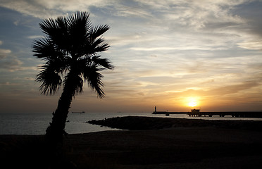 Image showing Palm Tree And Sunset