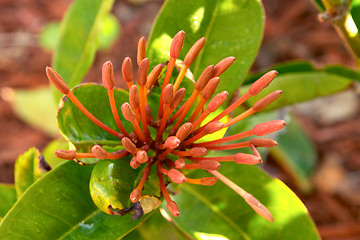 Image showing Ready to bloom
