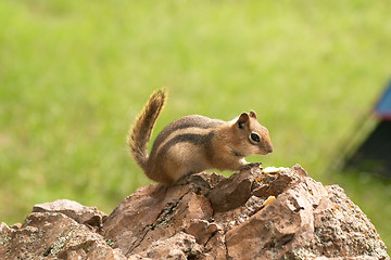 Image showing The cautious chipmunk