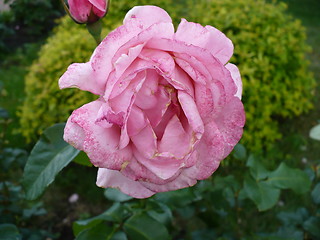 Image showing Withering rose  