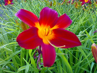 Image showing  Tulip  