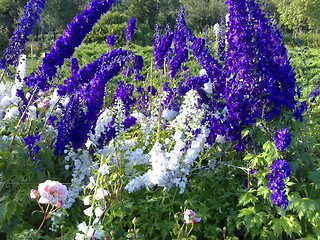 Image showing Delphinium  