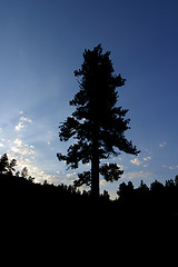 Image showing The lone tree