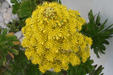 Image showing Flower