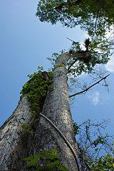 Image showing Old Cypress Tree