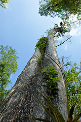 Image showing Tall Cypress Tree