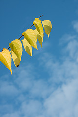 Image showing Autumn branch