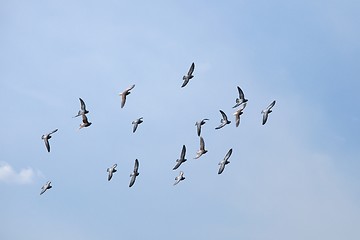 Image showing Birds