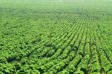 Image showing Agriculture