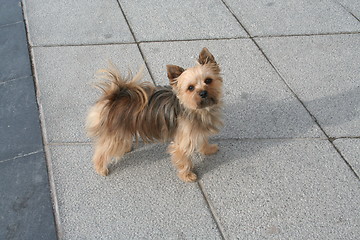 Image showing Little dog