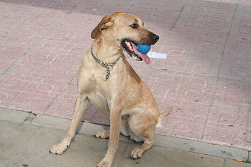 Image showing Dog in pose