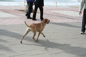 Image showing Dog