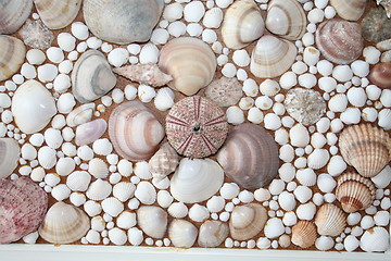 Image showing Shells