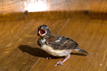 Image showing Baby Finch