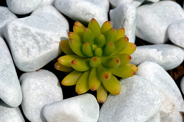 Image showing Aloe