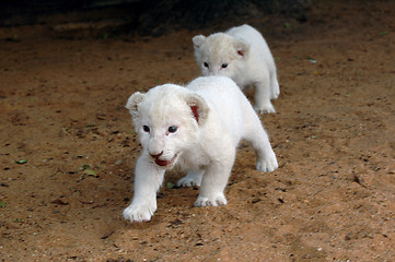 Image showing White lion cubs