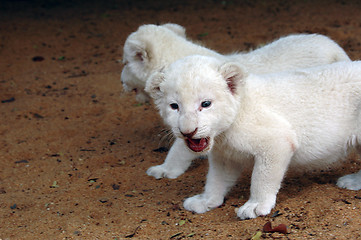 Image showing White lion cub