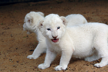Image showing White lion cub