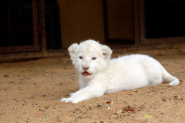 Image showing White lion cub