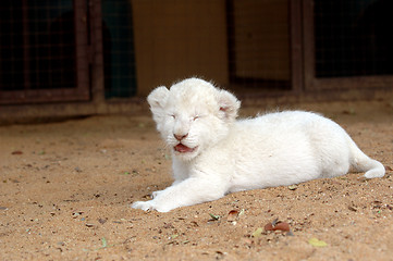 Image showing White lion cub