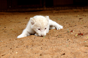 Image showing White lion cub