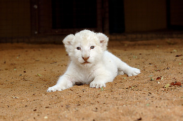 Image showing White lion cub