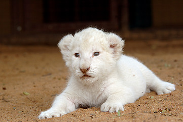 Image showing White lion cub