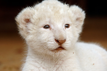 Image showing White lion cub