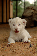 Image showing White lion cub