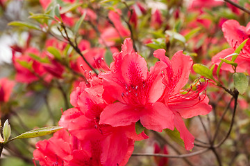 Image showing colorful flower4