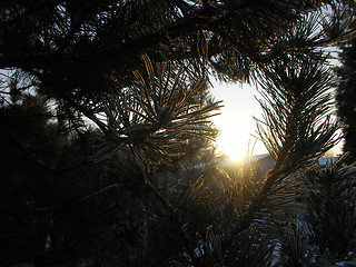 Image showing Sun shining through tree