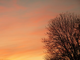 Image showing Tree in sunset