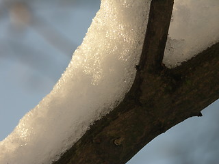 Image showing Branch with snow